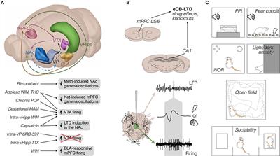 Cannabinoids and Vanilloids in Schizophrenia: Neurophysiological Evidence and Directions for Basic Research